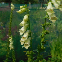 Digitalis lutea